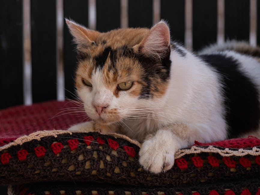 Udobnost domaće oaze pronalaženje mira u svakodnevici