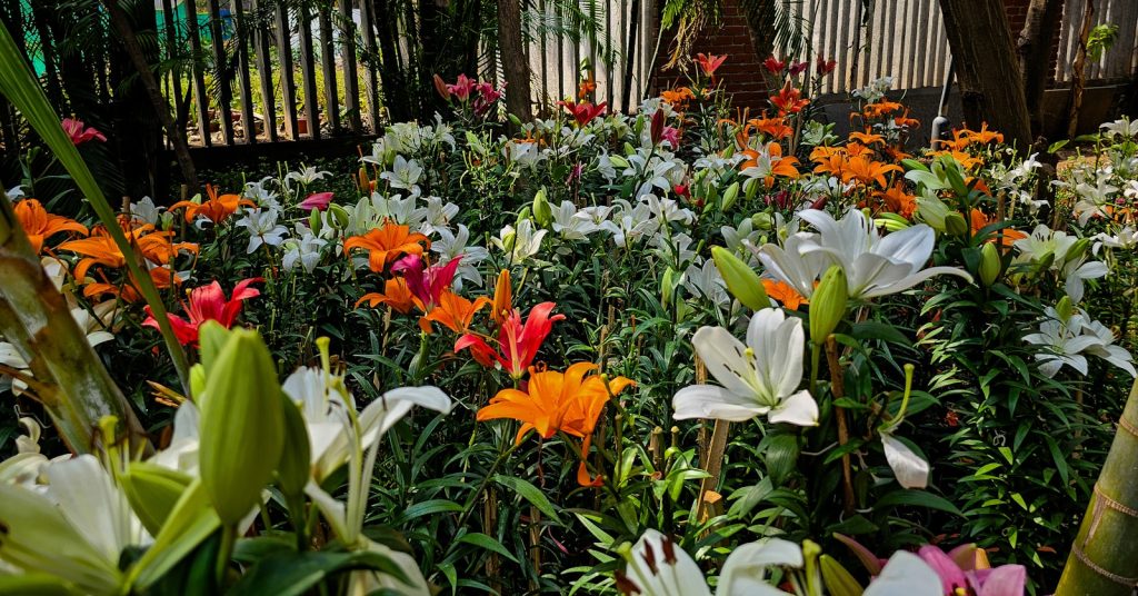 dobri i loši susjedi u vrtu